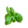 basil