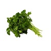 cilantro