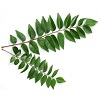 curry-leaf