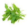 lovage