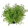 thyme