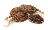 big-cardamom